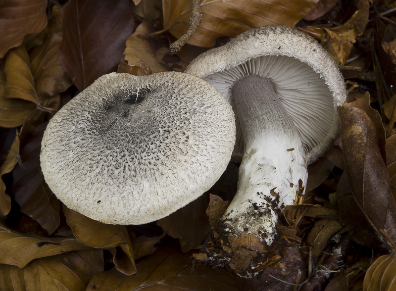 Tricholoma squarrulosum